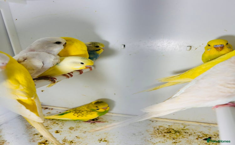 Budgerigars birds in Luton - Advert 1