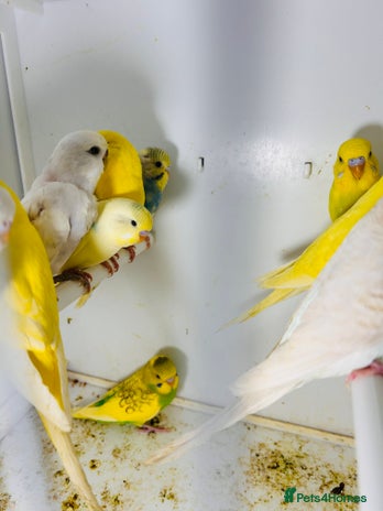 Budgerigars birds in Luton - Advert 4