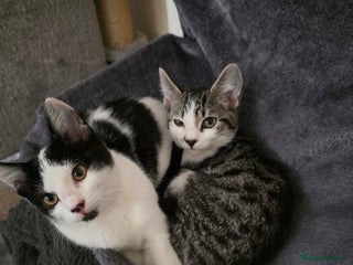 Mixed Breed cats - Advert 3