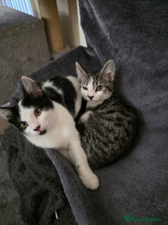 Mixed Breed cats - Advert 15