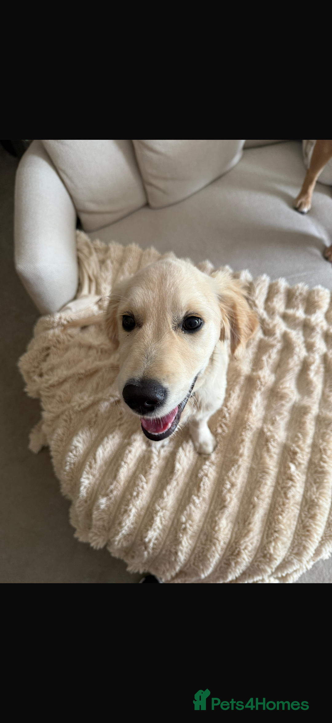 Golden Retriever dogs for sale: 1 Golden Retriever Puppy  - Advert 4