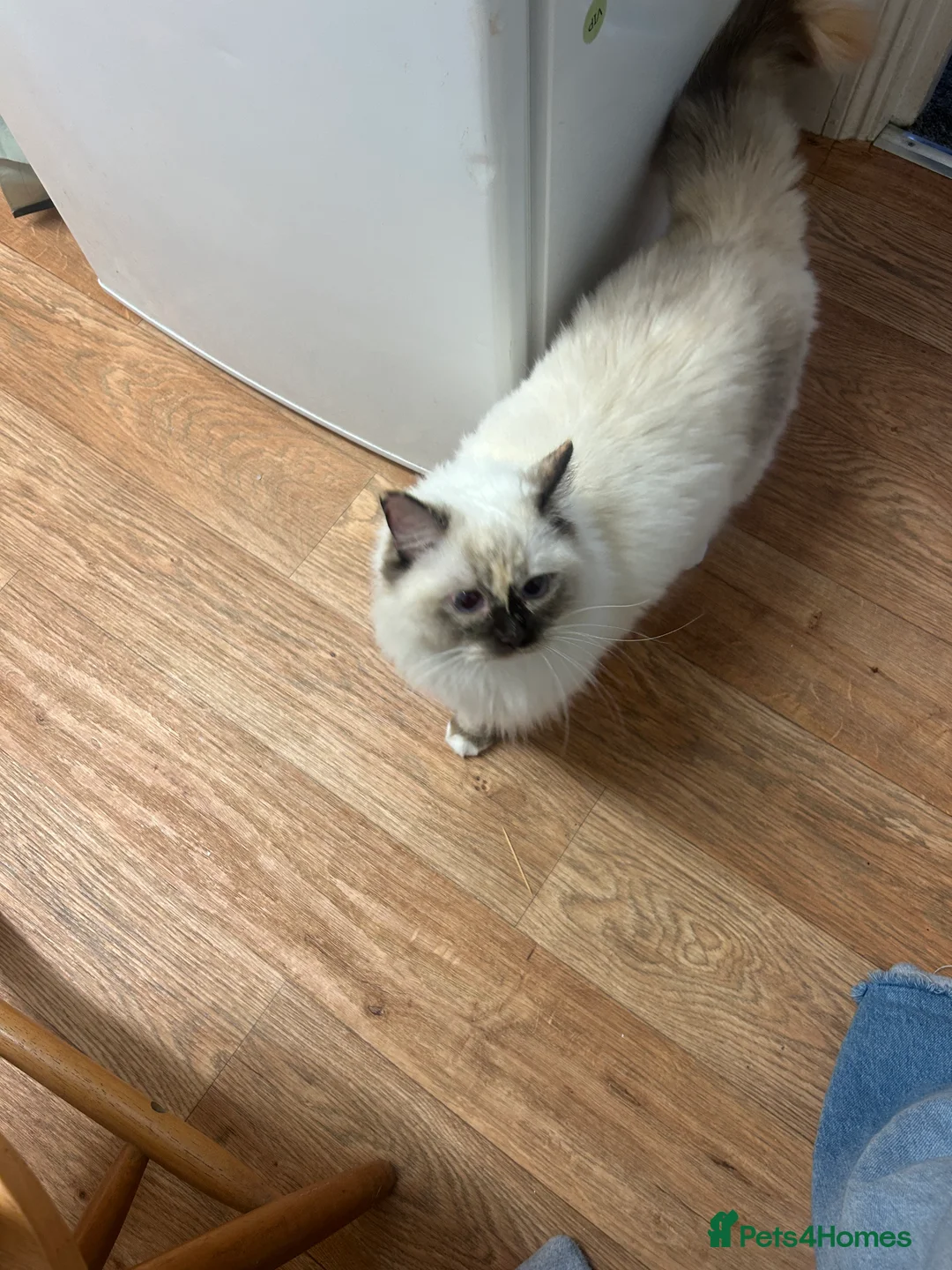 Ragdoll cats for sale: 2 year old Ragdoll Girl - Advert 3