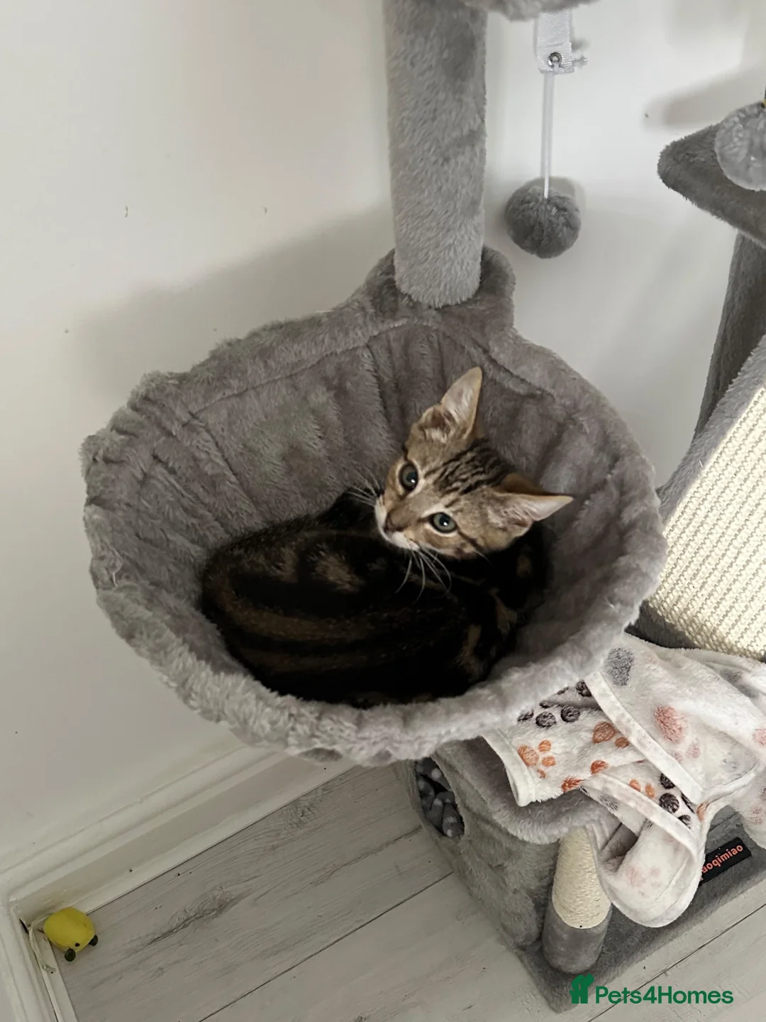 British Shorthair cats for adoption: Kittens desperately need love 💔 - Advert 2