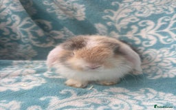 Mini Lop rabbits for sale: Pure bred Mini Lops - Image 4