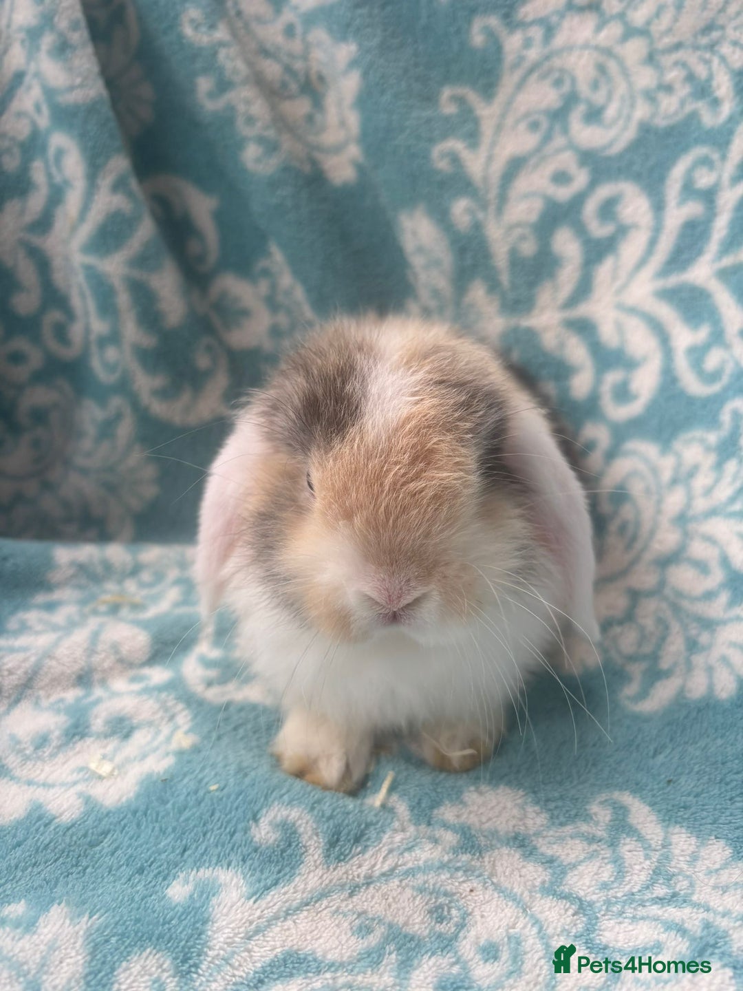 Mini Lop rabbits for sale: Pure bred Mini Lops - Image 4