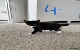 Mixed Breed cats for sale: 5 bsh mixed kittens ready  - Image 11