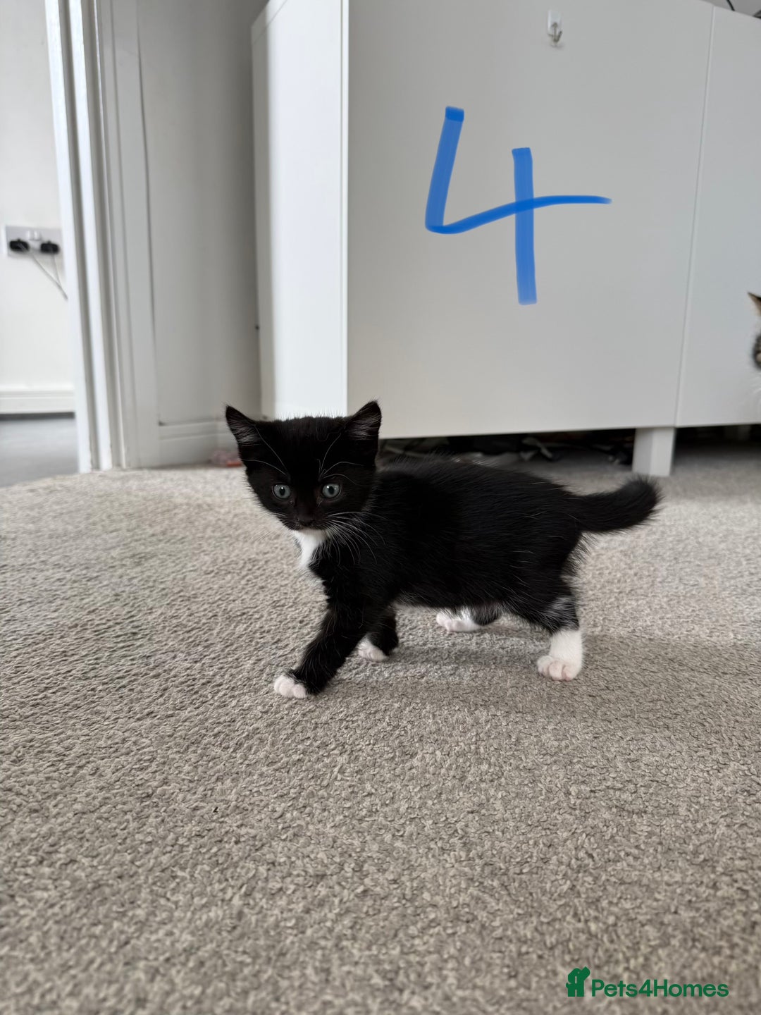 Mixed Breed cats for sale: 5 bsh mixed kittens ready  - Image 11