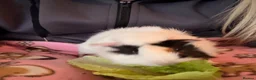 Guinea Pig rodents for sale: 💕 Guinea Pigs Looking for Loving Forever Homes 💕 in Croydon - Advert 7