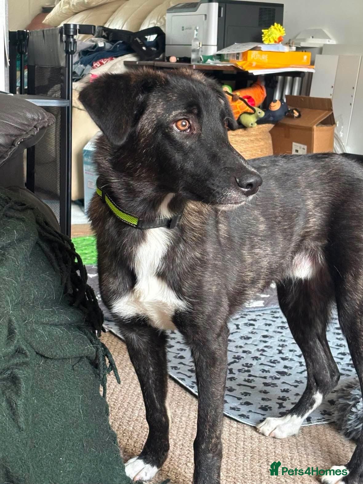 Mixed Breed dogs Green for adoption - Advert 12