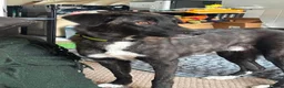 Mixed Breed dogs for adoption: Green for adoption in Leigh-on-Sea - Advert 1