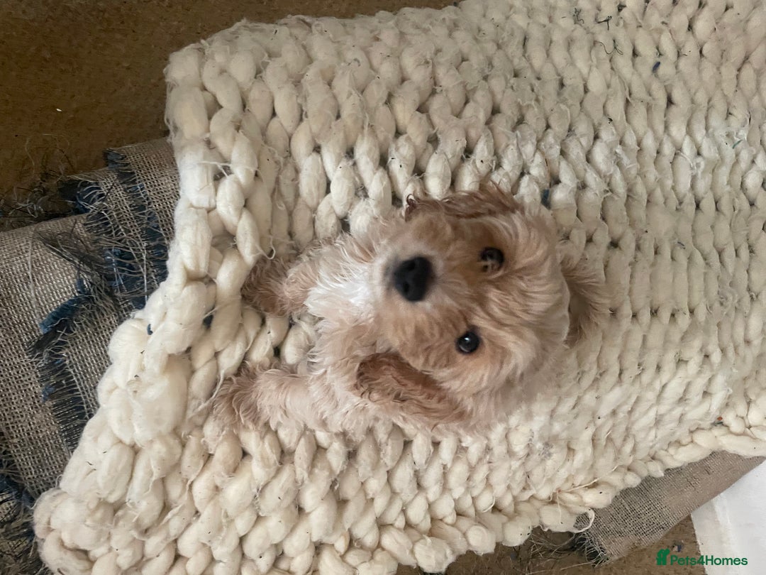 Mixed Breed dogs for sale: Toy Cockapoo puppies - Image 4