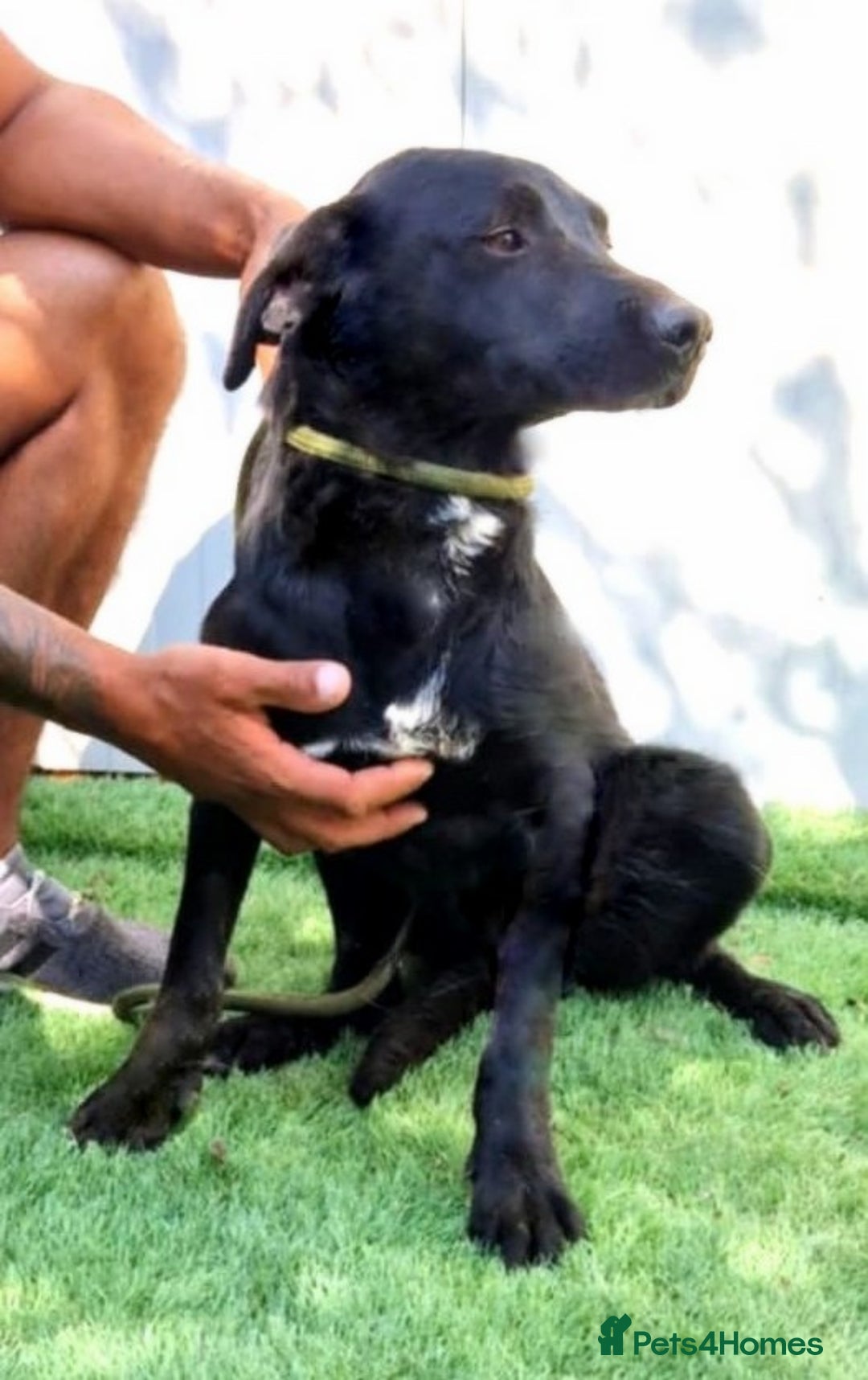 Mixed Breed dogs for adoption: Twix 🐶💛 Sweet, Sunny and Ready to Love - Advert 2