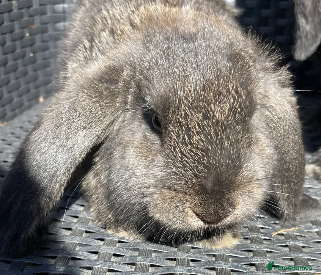 French Lop rabbits for sale: French lops in Swadlincote - Advert 3
