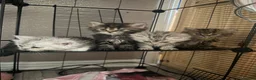 Persian cats for sale: I have 4 Persian cross Maine coon kittens - Advert 3