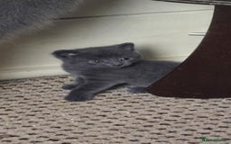 Russian Blue cats for sale: Gorgeous Russian Blue kittens - Image 6