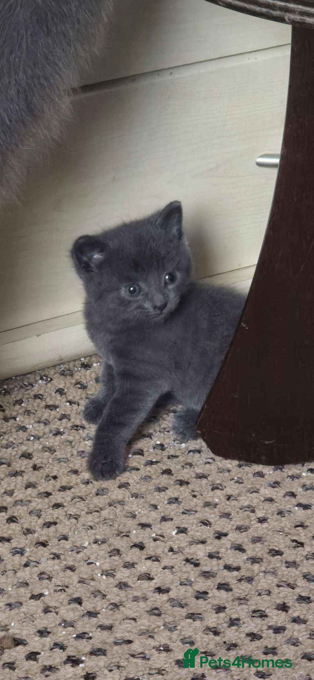 Russian Blue cats for sale: Gorgeous Russian Blue kittens - Image 6