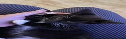 Mixed Breed cats for sale: 1 Beautiful Female Kitten Left  - Advert 14