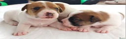 Jack Russell dogs for sale: Adorable Jack Russells - Advert 16