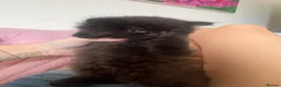 Persian cats for sale: Half Persian Half Long hair Kittens.  - Advert 29