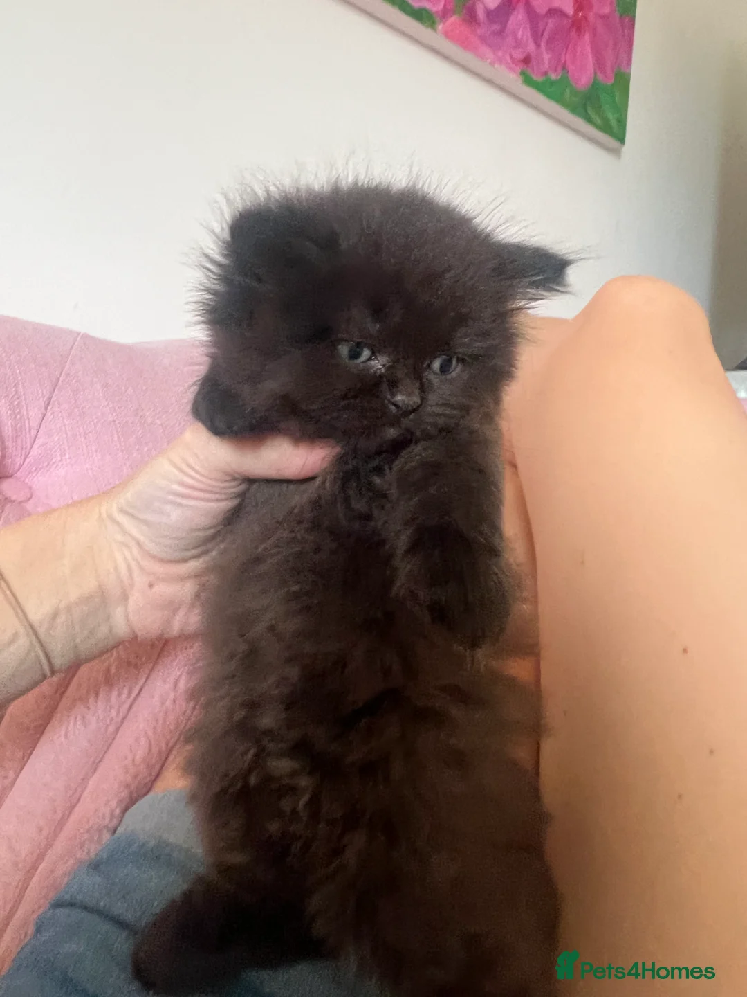 Persian cats for sale: Half Persian Half Long hair Kittens.  - Advert 29