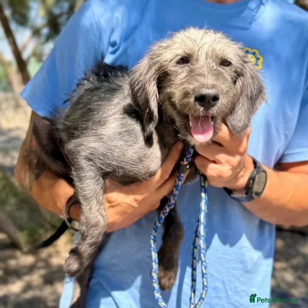 Mixed Breed dogs for adoption: Sammy (Hound/Terrier mix) - Image 3