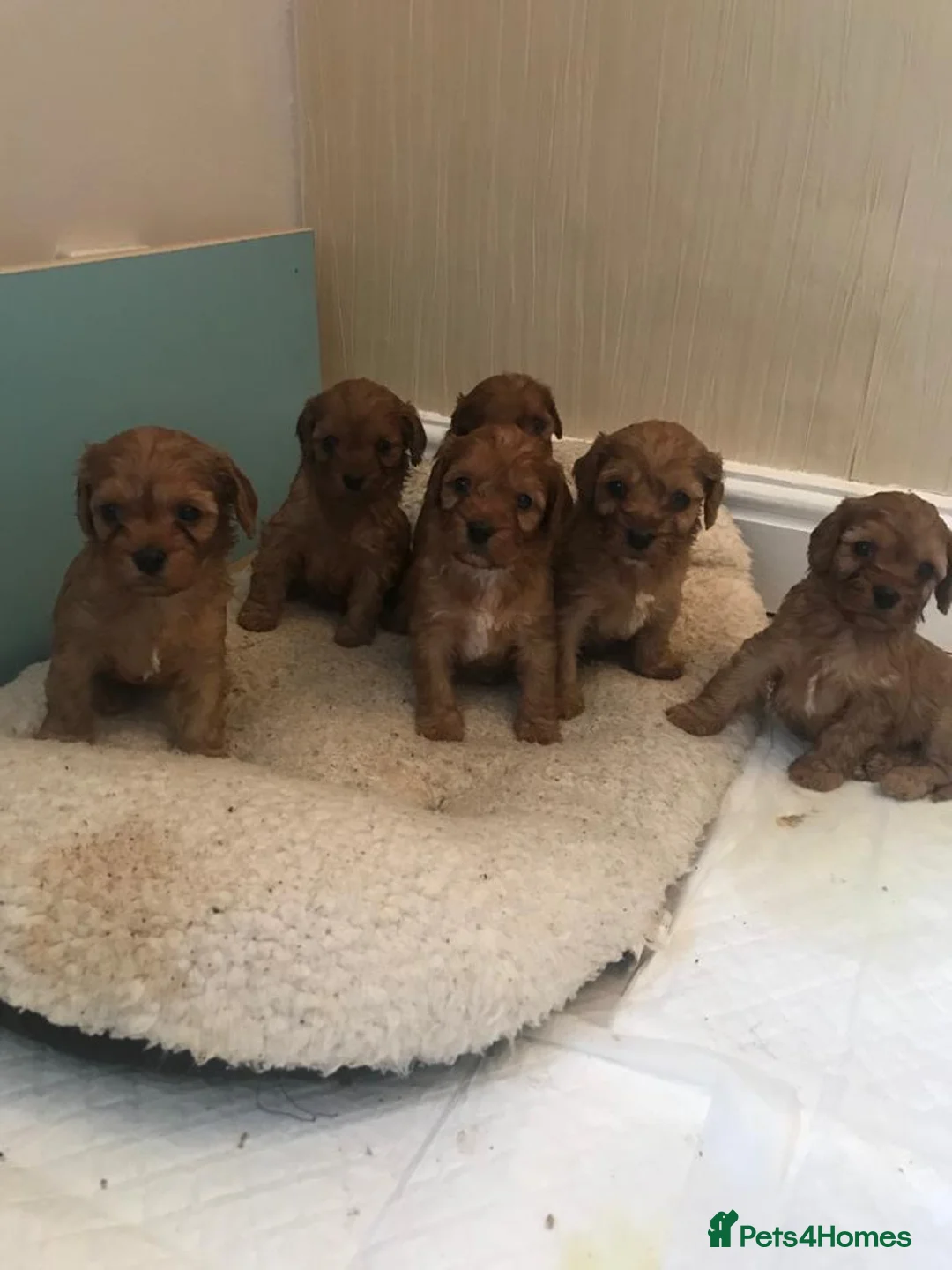 Miniature Poodle dogs for stud: Red K.C reg Miniature Poodle 4 Stud HEALTH TESTED in Chesterfield - Advert 27