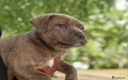 Staffordshire Bull Terrier dogs for sale: Stunning blue Staffordshire Bull terror puppy - Image 4