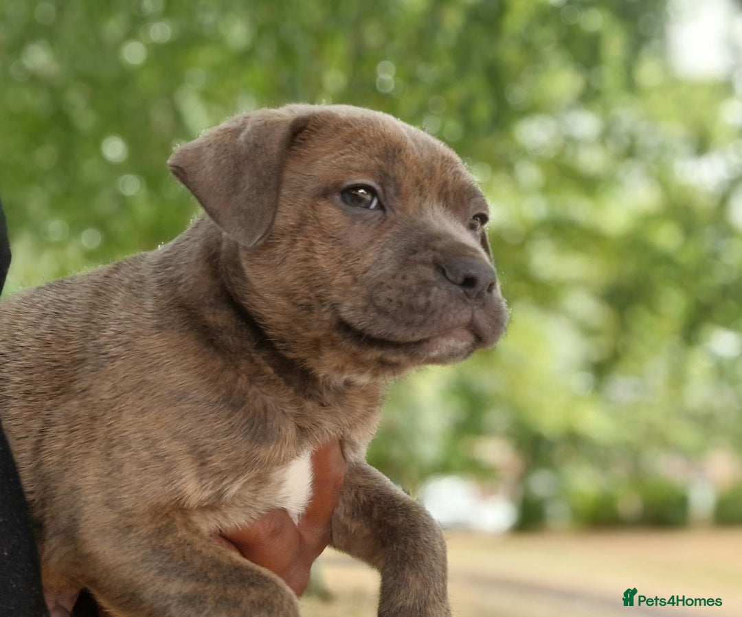 Staffordshire Bull Terrier dogs for sale: Stunning blue Staffordshire Bull terror puppy - Image 4