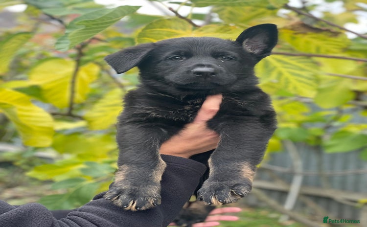 German Shepherd dogs - Advert 5