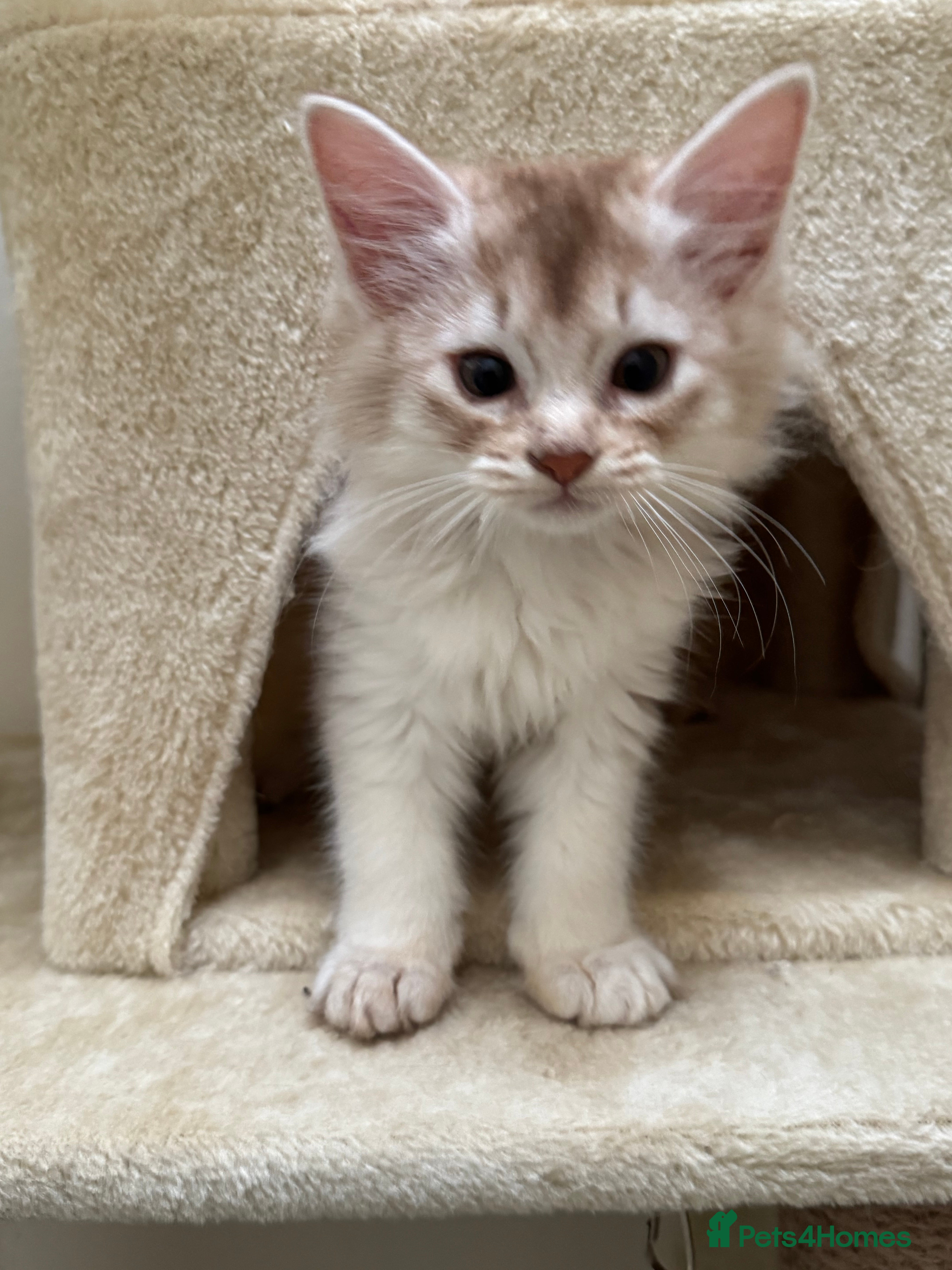 Somali cats Pedigree Somali Kittens  - Advert 2