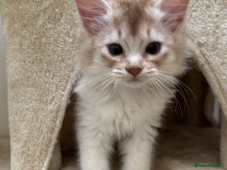 Somali cats Pedigree Somali Kittens - Advert 2