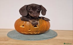 Dachshund dogs for sale: Miniture dachshund puppies  - Image 3
