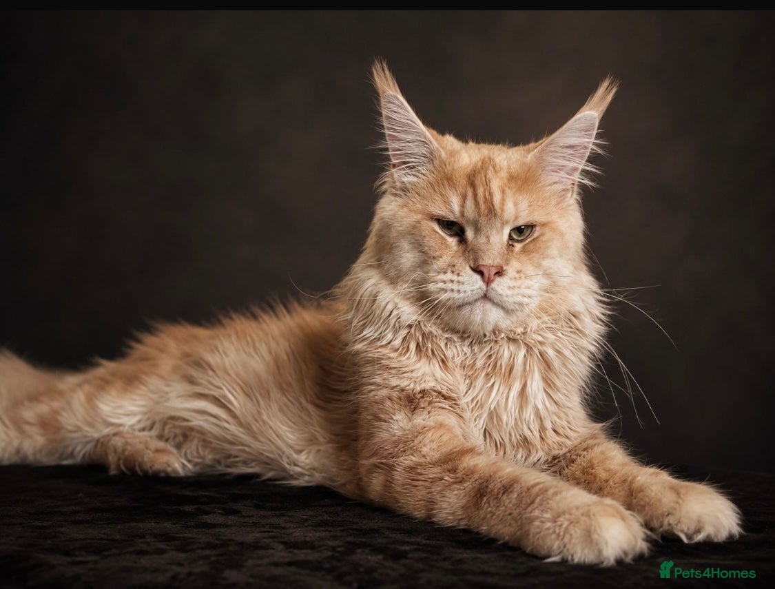 Maine Coon cats XL Cream TICA registered maine coon for stud  - Advert 15