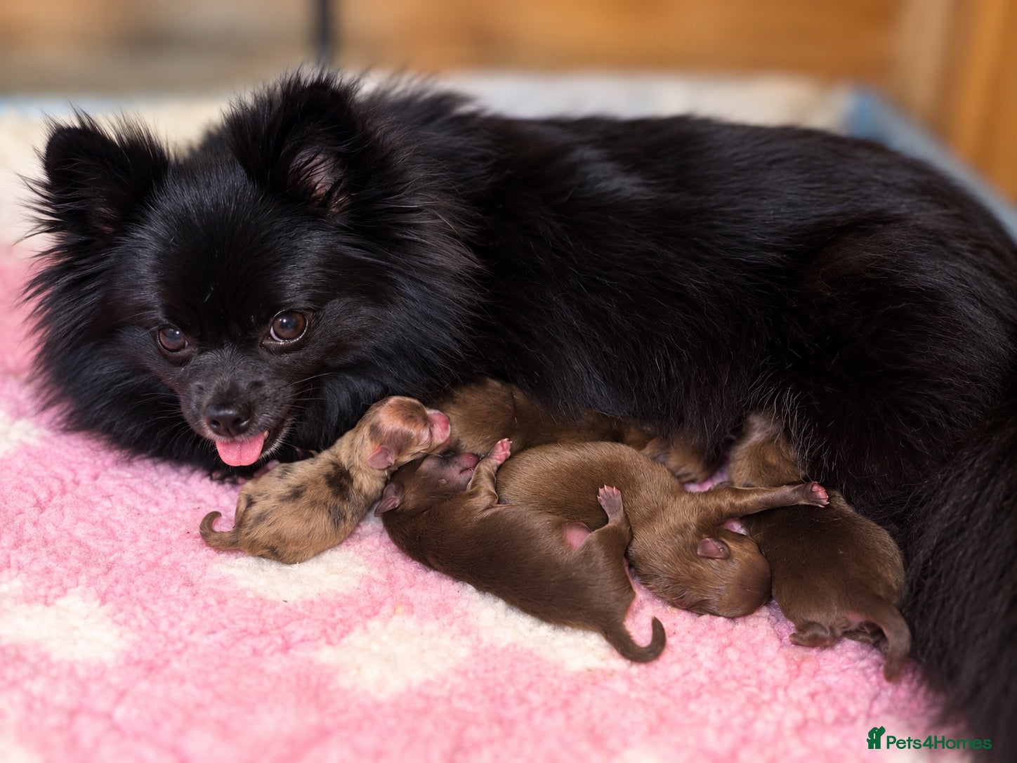Pomeranian dogs Xs Pomeranian puppies Merle and lilac carriers - Advert 13