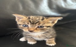 Mixed Breed cats for sale: 2 Beautiful male tabby kittens  - Image 3