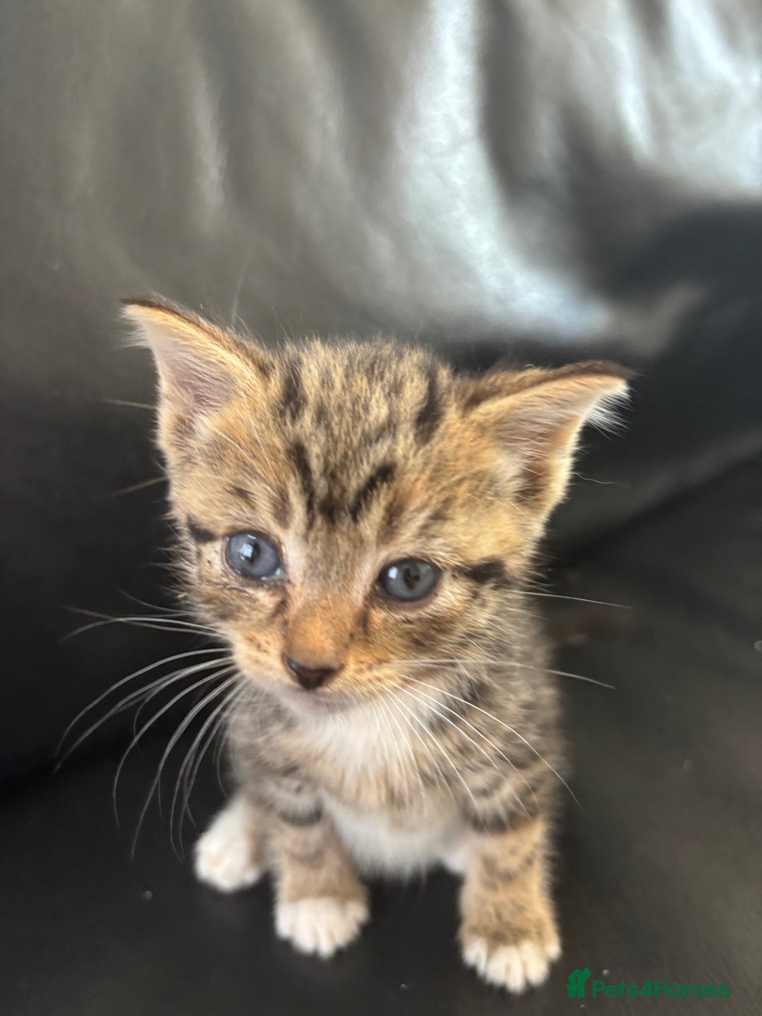 Mixed Breed cats for sale: 2 Beautiful male tabby kittens  - Image 3