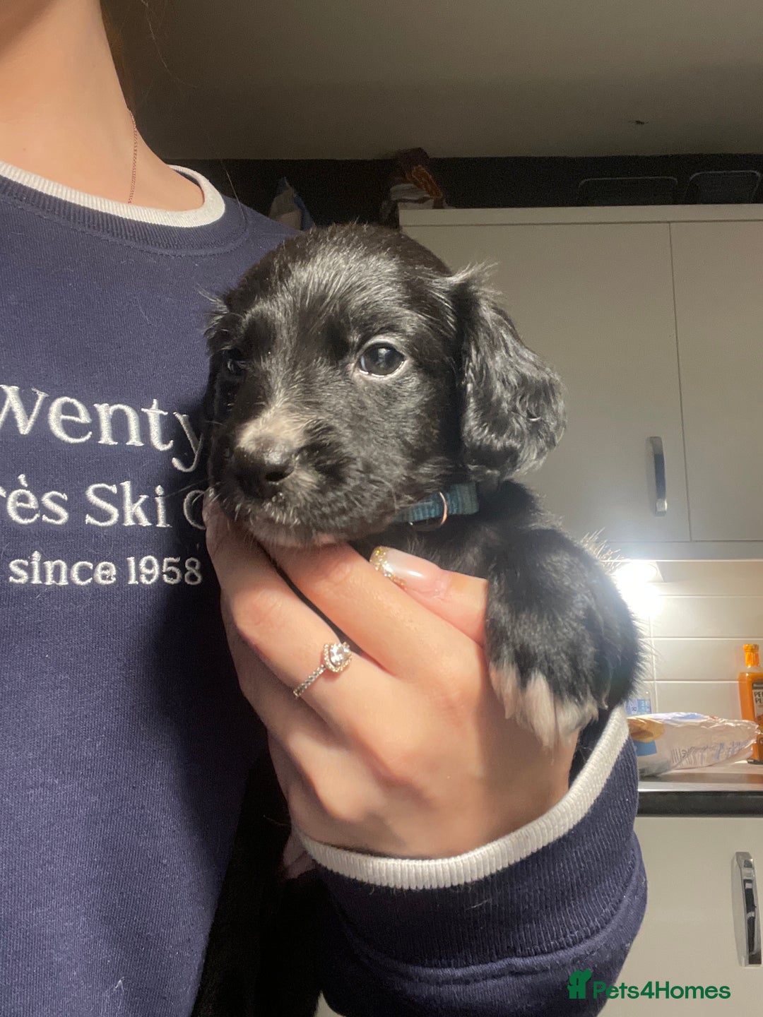 Mixed Breed dogs for sale: Sprocker x pups - Advert 4