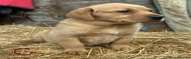 Labrador Retriever 9