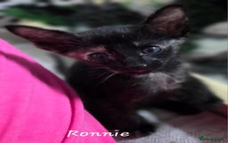 Oriental cats for sale: Beautiful GCCF registered Oriental kittens - Image 11