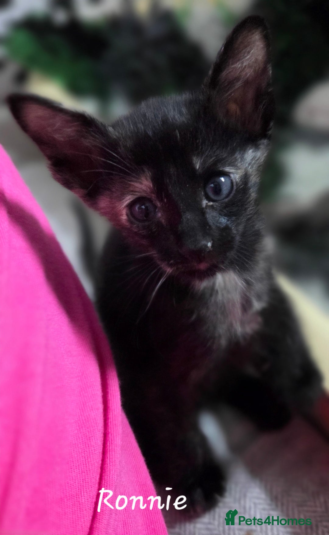 Oriental cats for sale: Beautiful GCCF registered Oriental kittens - Image 11