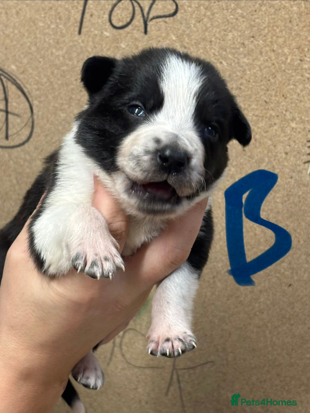 Border Collie dogs for sale: Border collie puppies - Advert 10