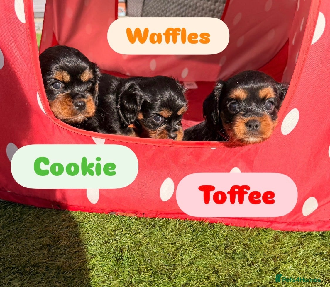 Cavalier King Charles Spaniel dogs 5 Beautiful Cavalier Puppies  - Advert 4