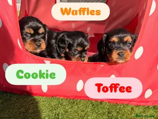 Cavalier King Charles Spaniel dogs 5 Beautiful Cavalier Puppies - Advert 4