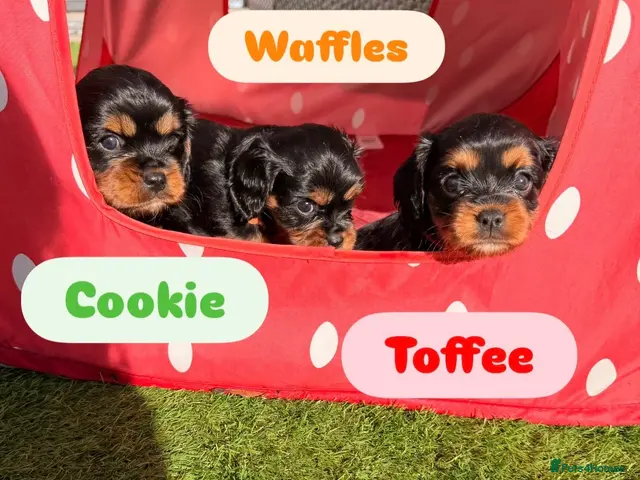 Cavalier King Charles Spaniel dogs 5 Beautiful Cavalier Puppies - Advert 5
