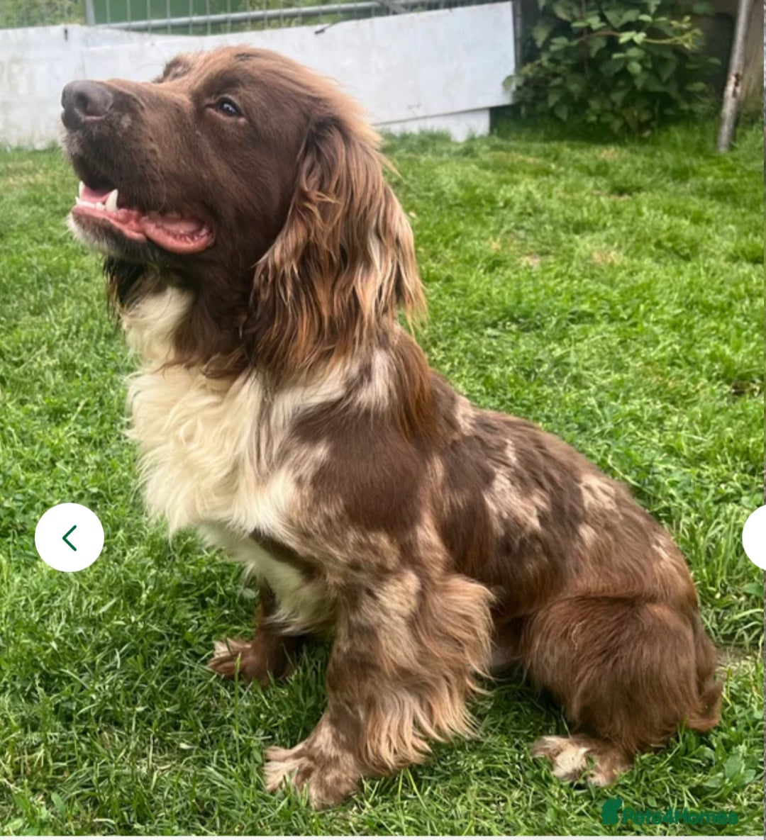 Cocker Spaniel dogs for sale: Stunning Working cocker spaniels  - Advert 17