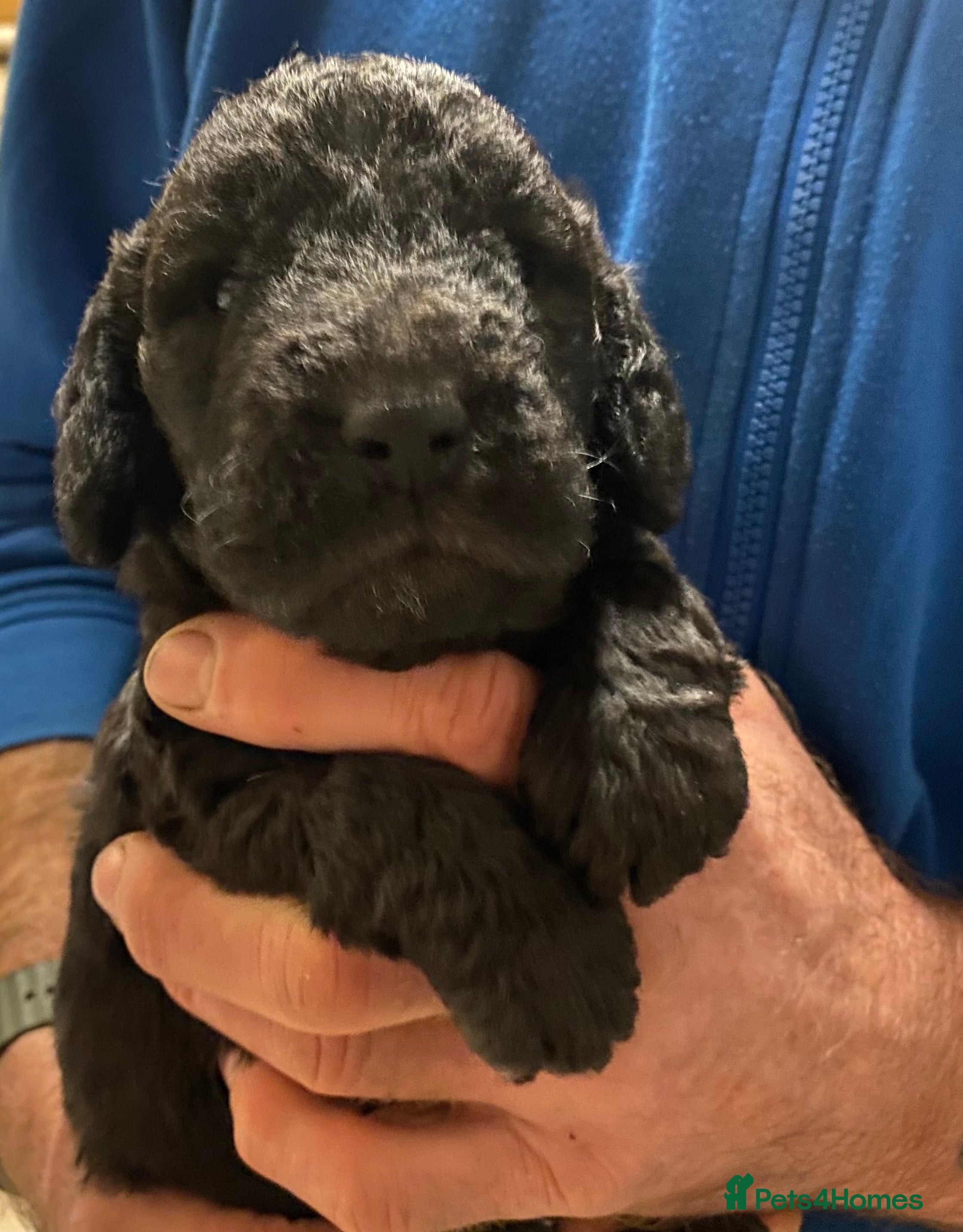 Bedlington Terrier dogs Beautiful Blue Boy  - Advert 1