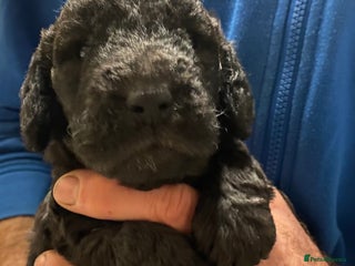 Bedlington Terrier dogs Beautiful Blue Boy - Advert 1