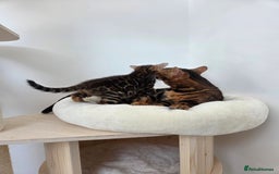 Bengal cats for sale: 🐾Gorgeous Female Bengal Kitten Available! - Image 4