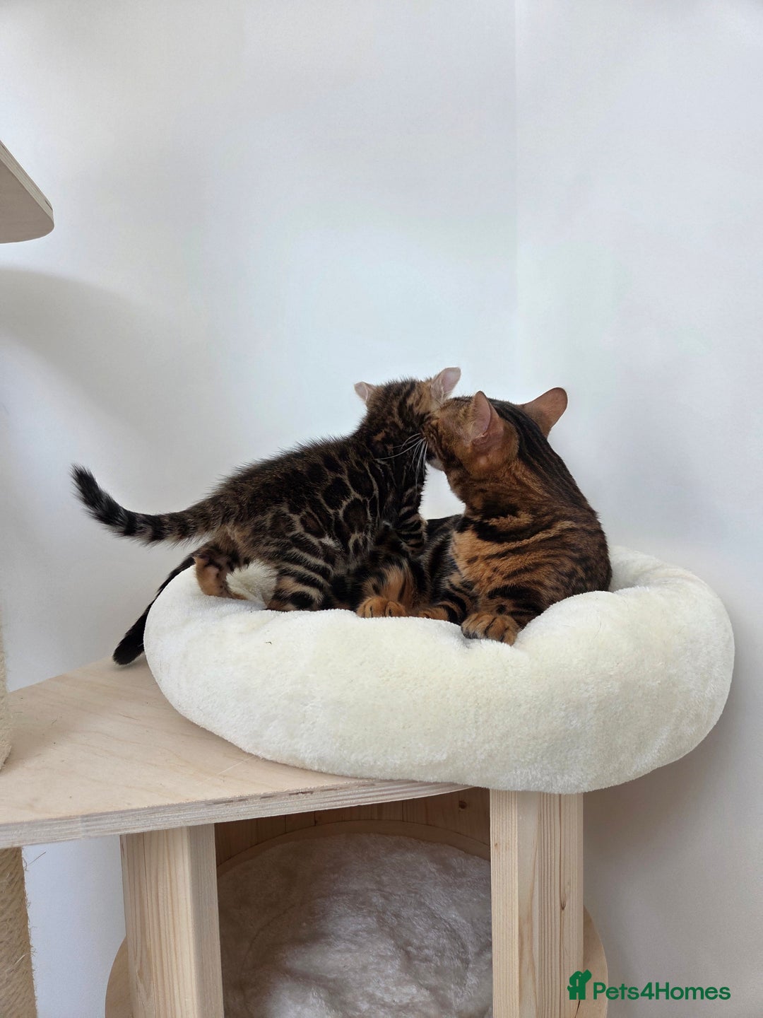 Bengal cats for sale: 🐾Gorgeous Female Bengal Kitten Available! - Image 4