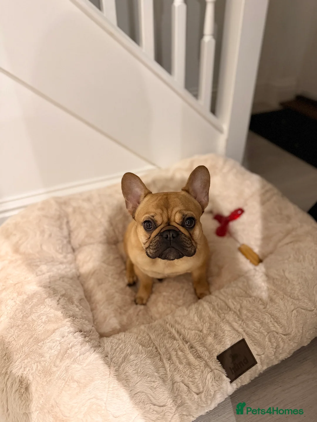 French Bulldog dogs for sale: 🎀Bonnie🎀 - Advert 1